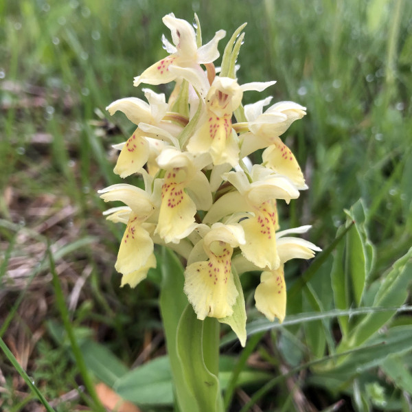 Orchis sureau (Dactylorhiza sambucina) &copy; Nicolas Macaire / LPO